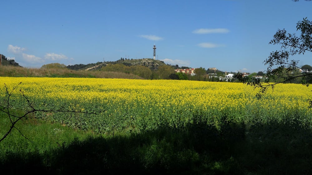 A field of yellow flowers, a hill with buildings, and a tower in the distance.