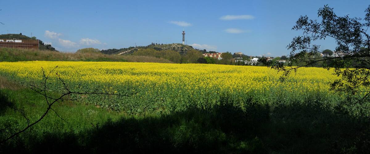 A field of yellow flowers, a hill with buildings, and a tower in the distance.