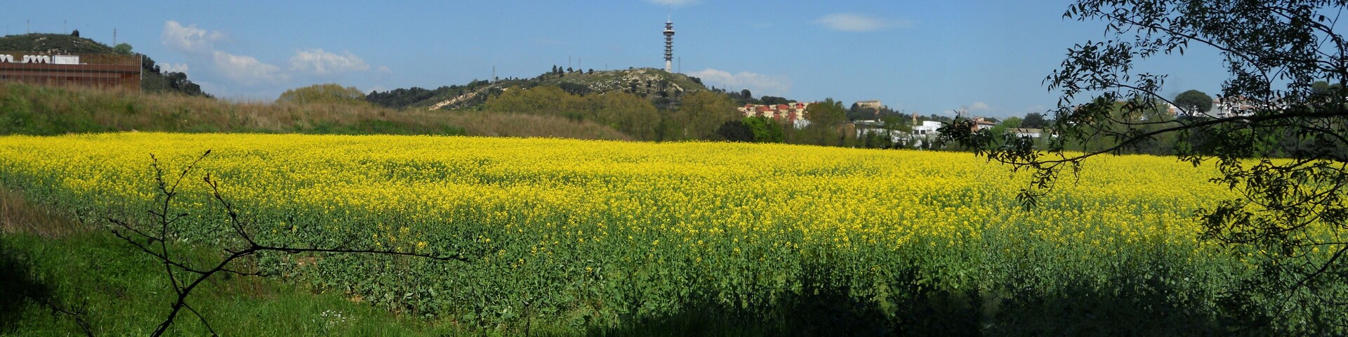 A field of yellow flowers, a hill with buildings, and a tower in the distance.