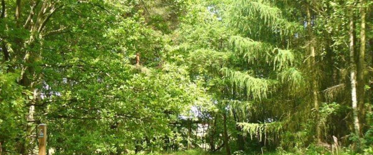 A forested path surrounded by lush green trees.