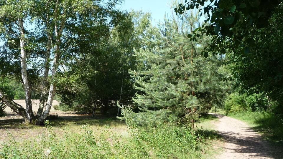 A dirt path through a wooded area with various trees and shrubs.