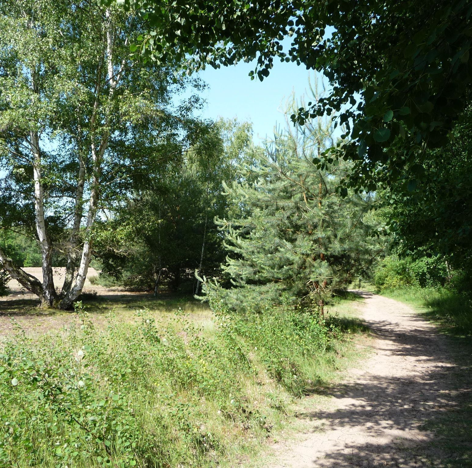 A dirt path through a wooded area with various trees and shrubs.
