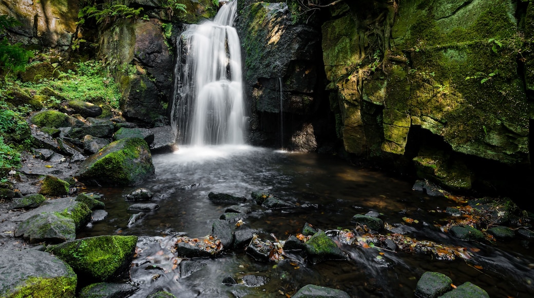 A waterfall cascading over moss-covered rocks into a shallow stream surrounded by ferns and autumn leaves.