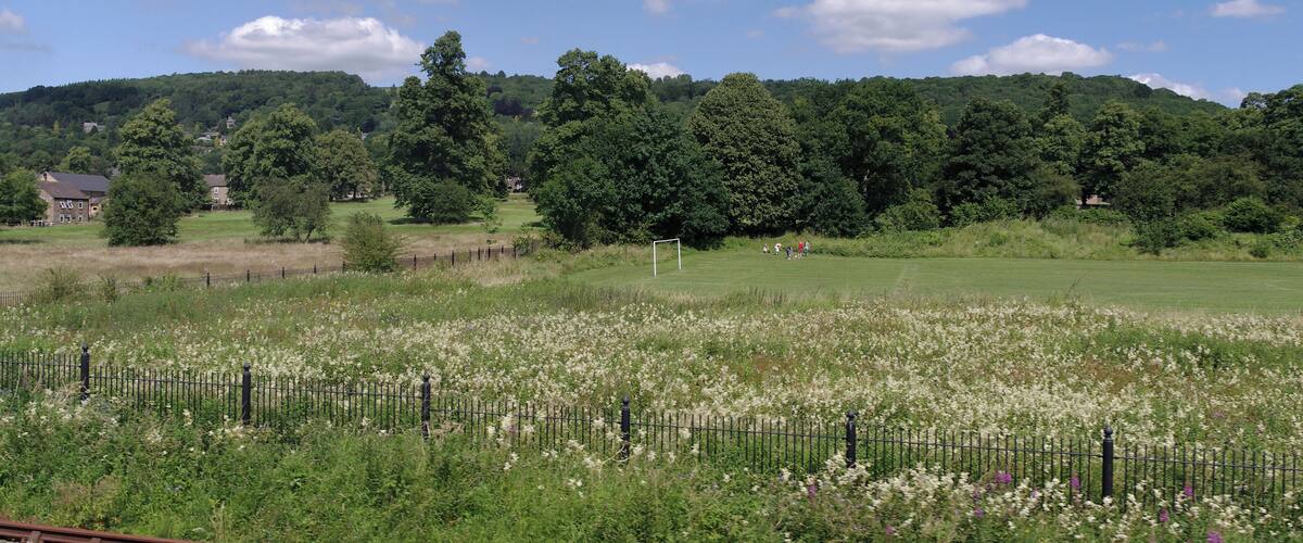 A rural landscape with a field of flowers, a fence, and houses in the background.