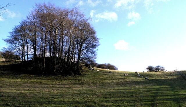 Between Nut Wood and Beardley Plantation This Dale (which appears to be unnamed) is full of these wonderful rock ourcrops, most of which, like this one, have their own small clump of trees