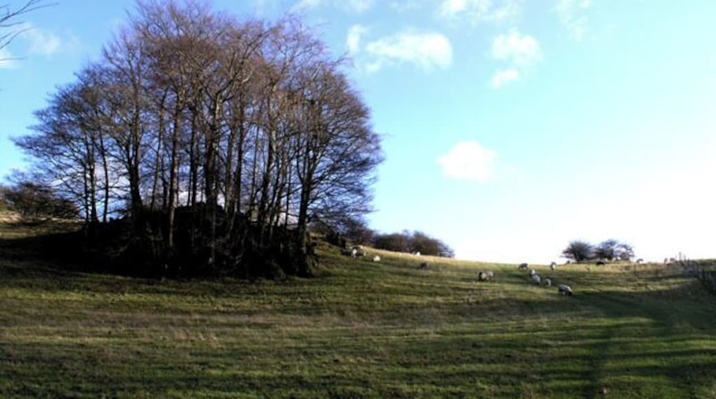 Between Nut Wood and Beardley Plantation This Dale (which appears to be unnamed) is full of these wonderful rock ourcrops, most of which, like this one, have their own small clump of trees