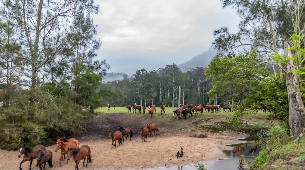 グレンワース バレー