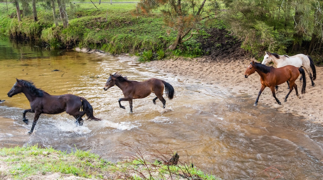 グレンワース バレー