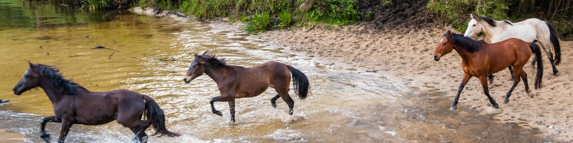 Running of the Horses