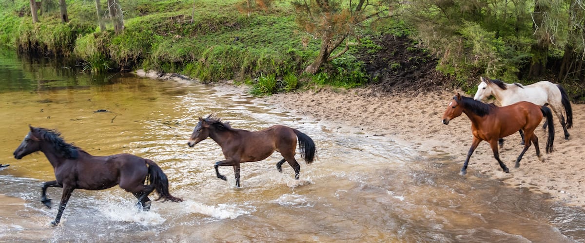 Horses running through a shallow stream in a natural landscape.