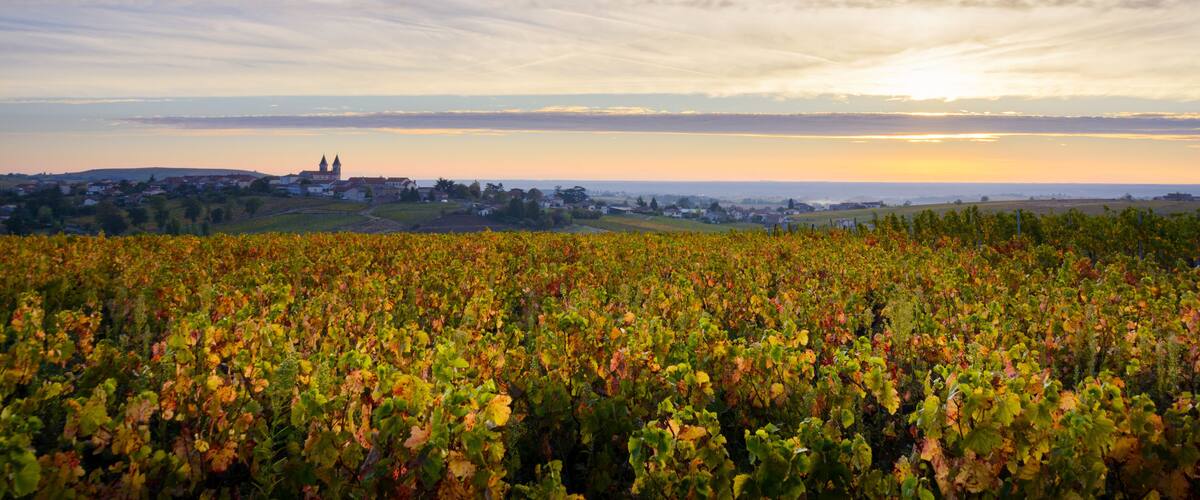 Lever du jour sur les vignes et le village de Régnié Durette, Beaujolais, France