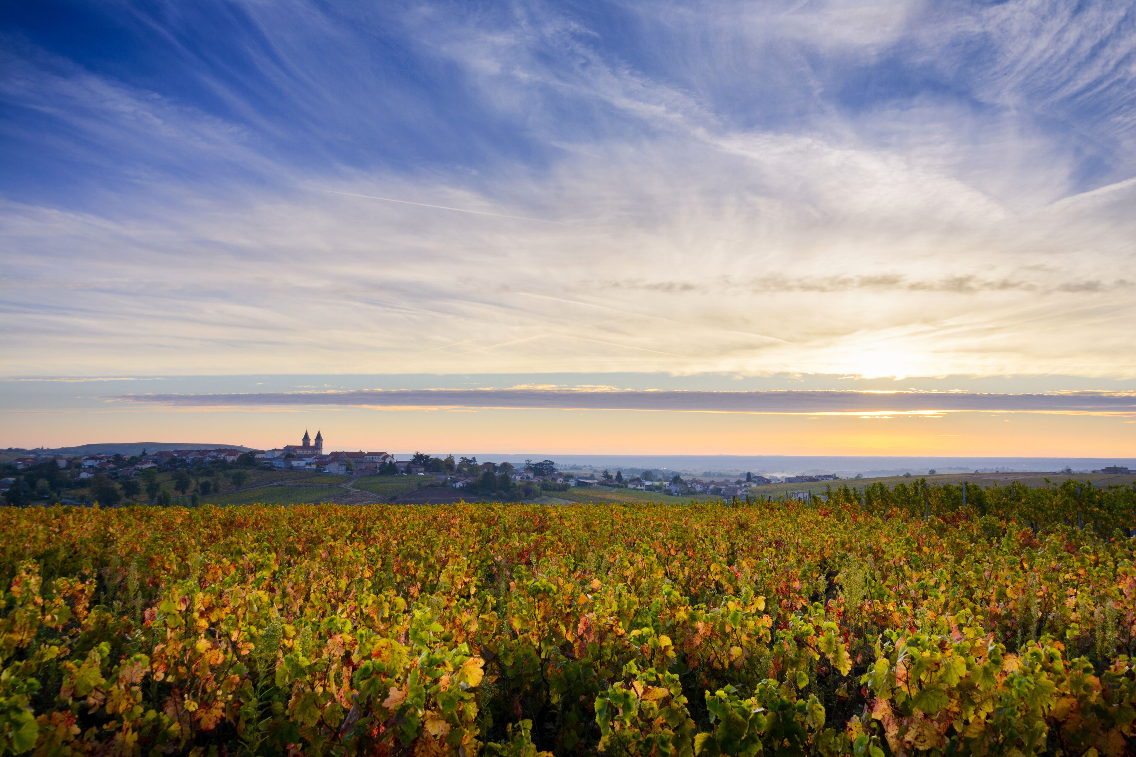 A vineyard with a sunset in the background and a distant town.