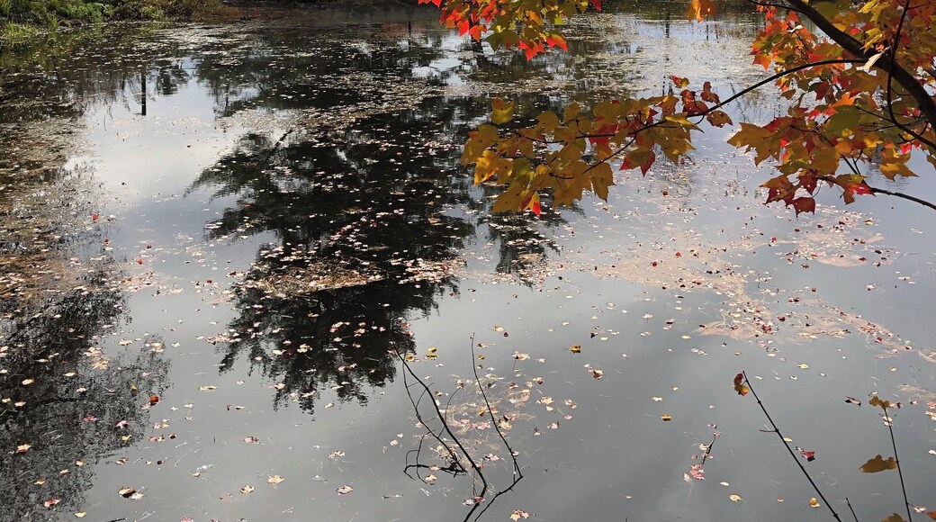 I took this the other day while walking on break at the Togus VA. I am fortunate to work on such a beautiful campus.