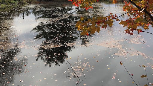 I took this the other day while walking on break at the Togus VA. I am fortunate to work on such a beautiful campus.
