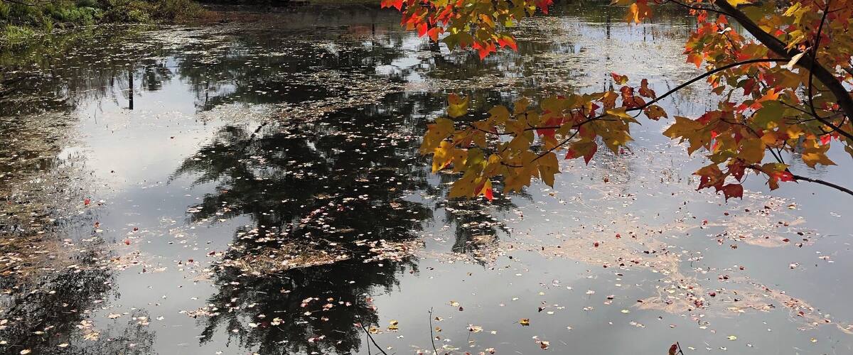 A pond surrounded by trees with autumn leaves, a clear sky, and a distant building.