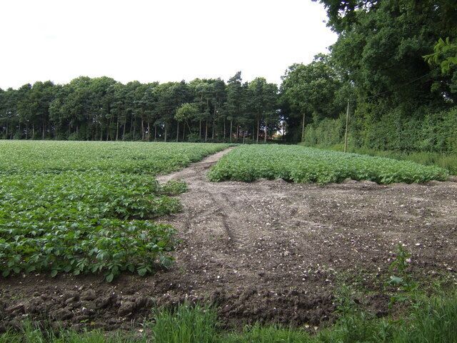 Potato field at Spicer's Corner