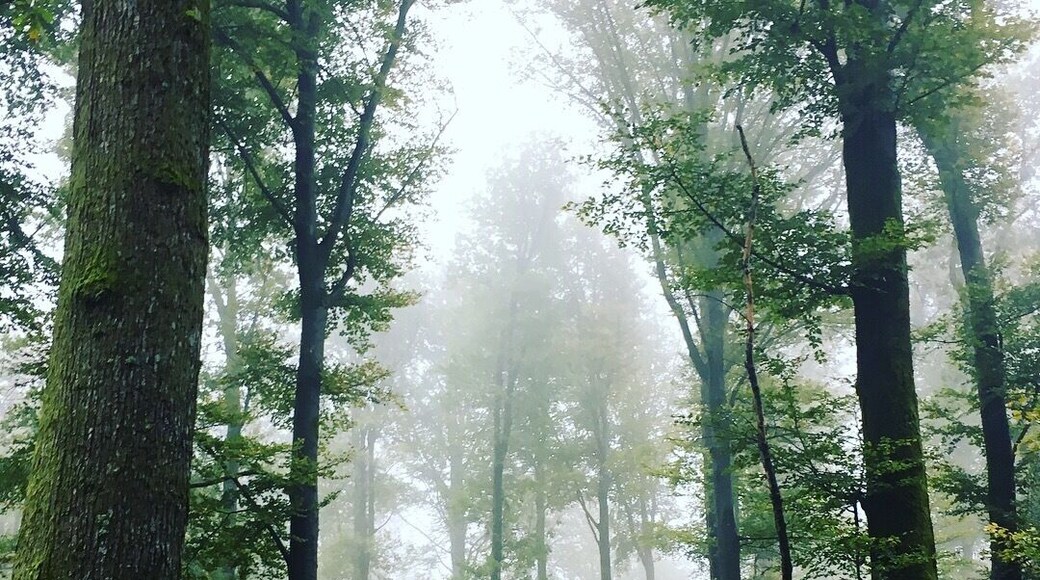 Northem Vosges National Régional Park