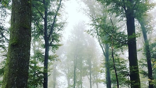 Northem Vosges National Régional Park