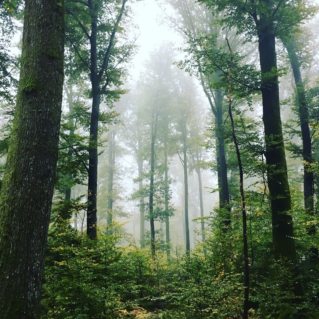 A dense forest with tall trees and a misty atmosphere.
