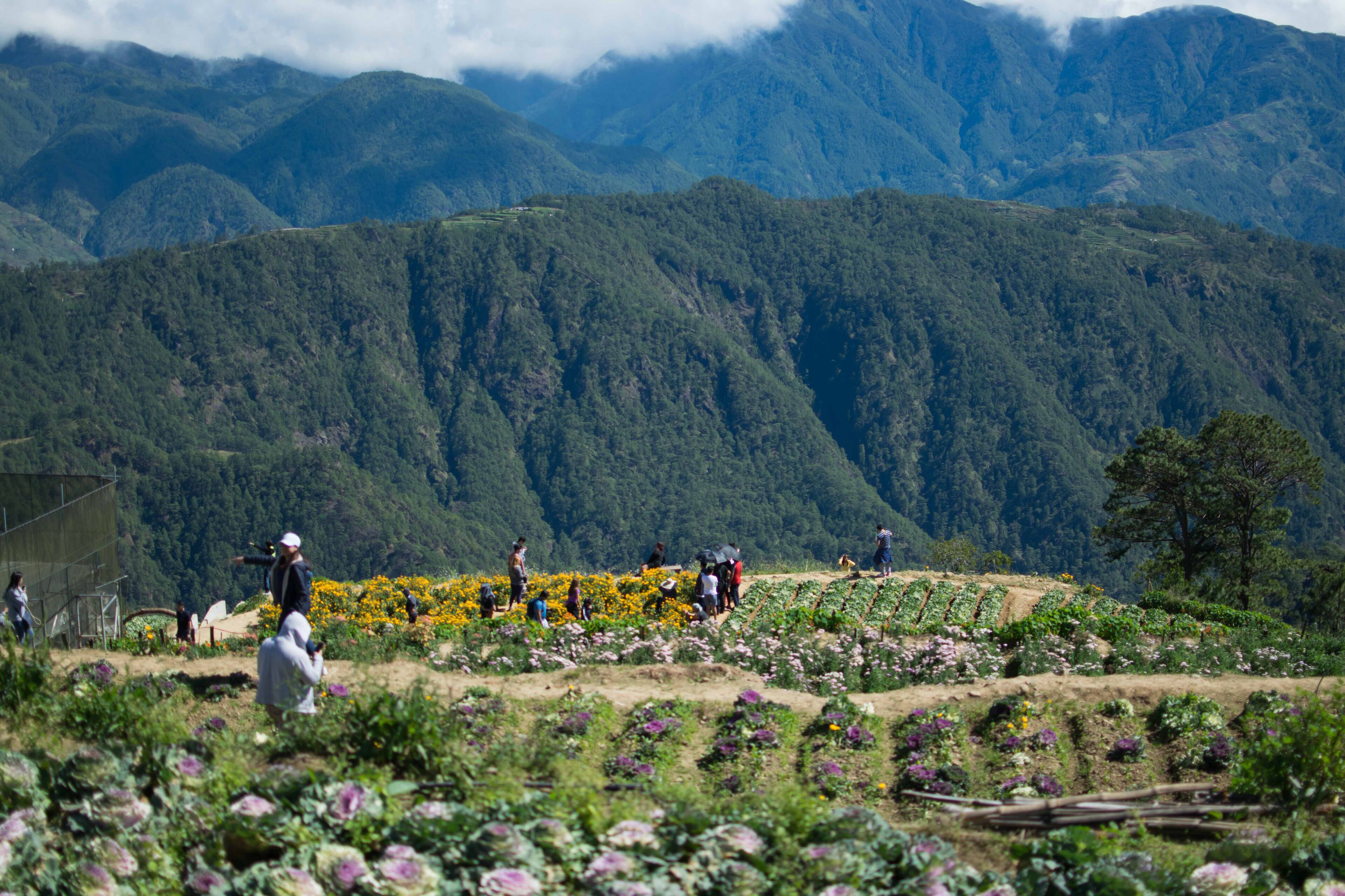 DEC. 21, 2019-ATOK BENGUET PHILIPPINES : Flower farm in Atok Benguet. This is new attraction in Luzon where one can enjoy the cold weather of the full bloom of various kinds of flowers.
