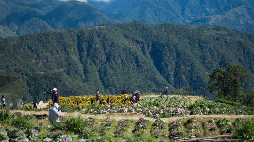 ไอโตกอน