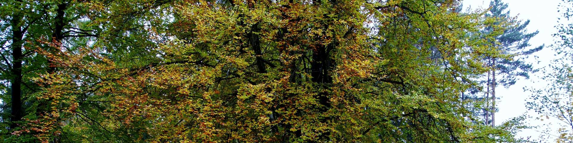 Waldgeist im Schönbuch (4328)