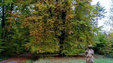 Waldgeist im Schönbuch (4328)