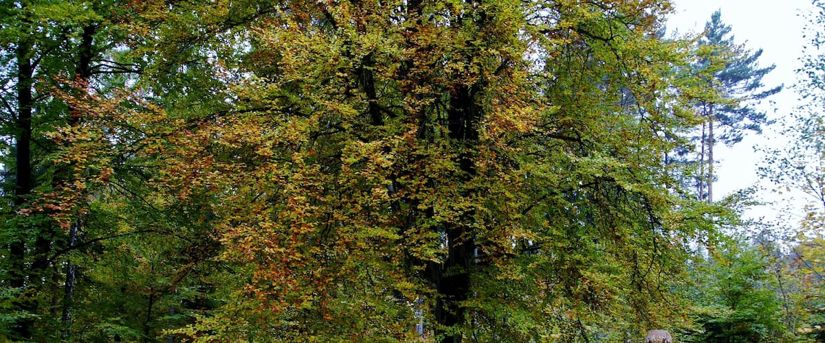 A statue in a park with autumn foliage.
