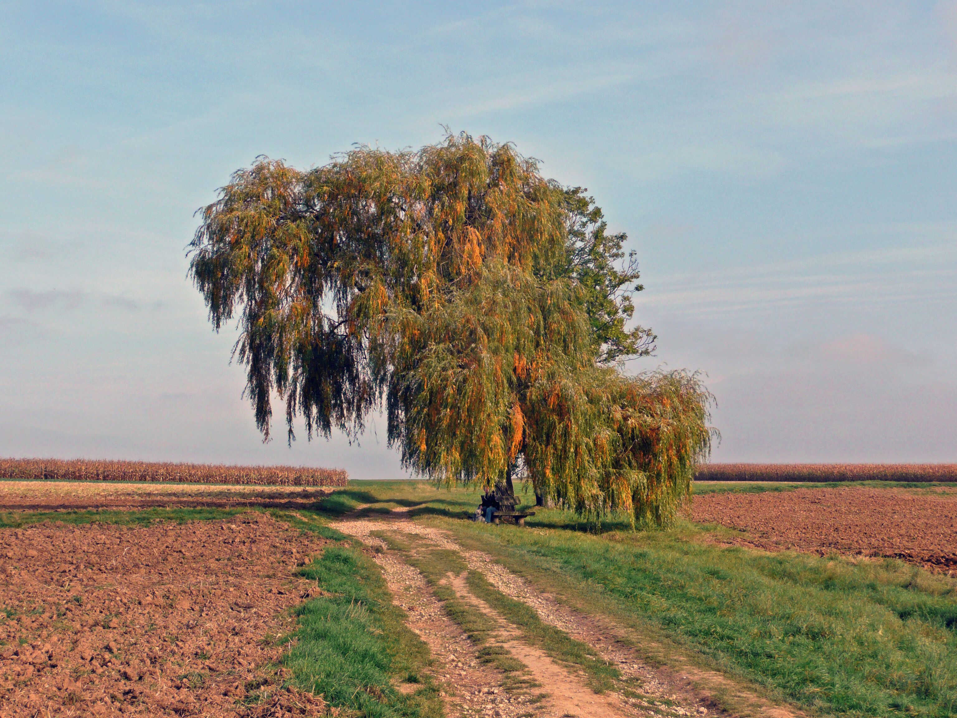 Ein einzelner Weidenbaum in der Nähe vom Aichtal