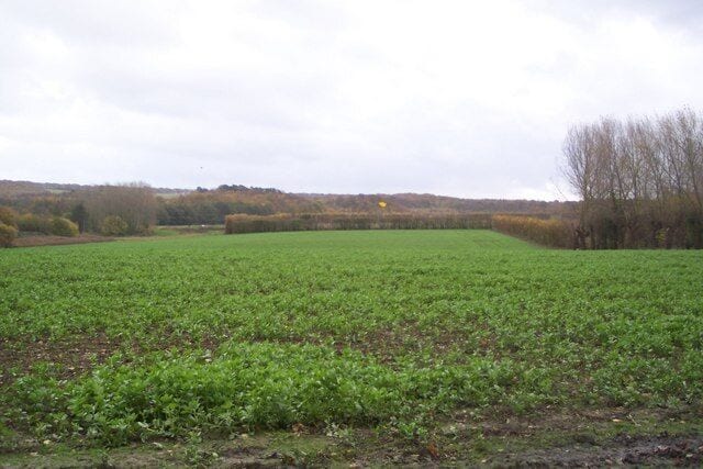 Field near Currant Wood Looking East from a footpath beside the wood. Towards Hurst Wood.