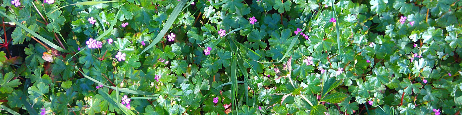 Shining cranesbill (Geranium lucidum) on a roadside near Boughton-on-Blean in Kent.