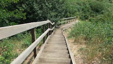 Looking down the steps from the Motte at Mount Bures