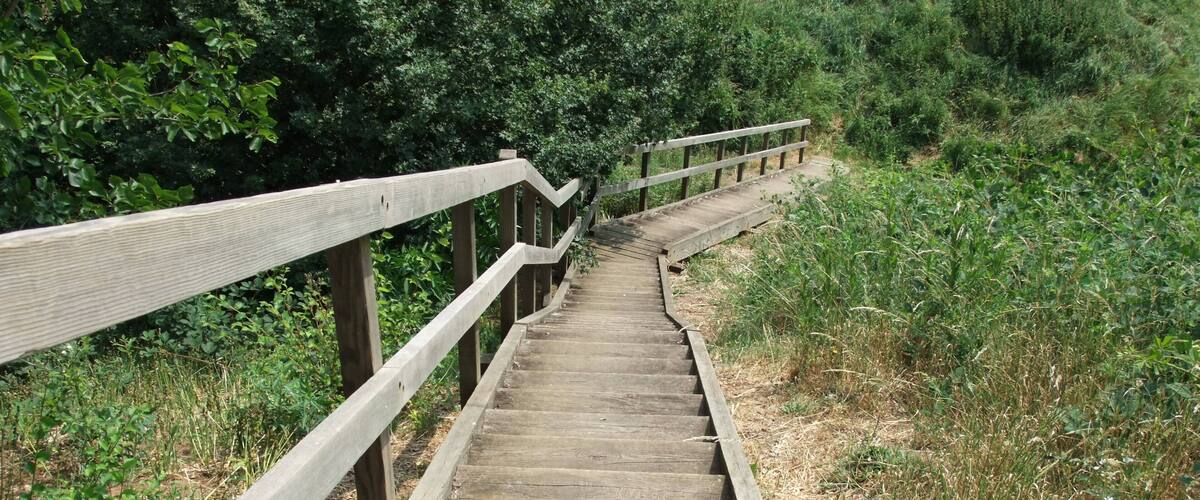 A wooden staircase with a handrail leading up a grassy hill.