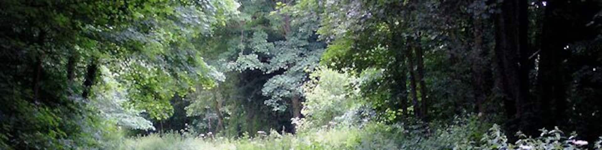 Trent and Mersey Canal near Armitage, Staffordshire. Flanked and heavily shaded by tall mature deciduous trees, the canal makes its way between the grounds of the Church of St John the Baptist on the left, and the railway on the right.