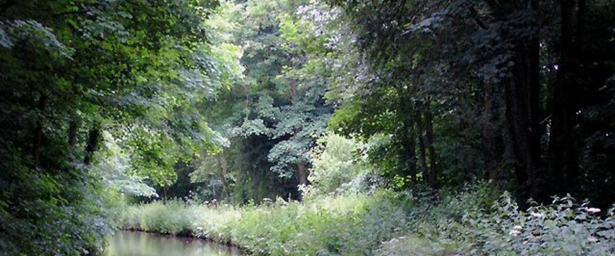 A calm river surrounded by dense greenery and trees.