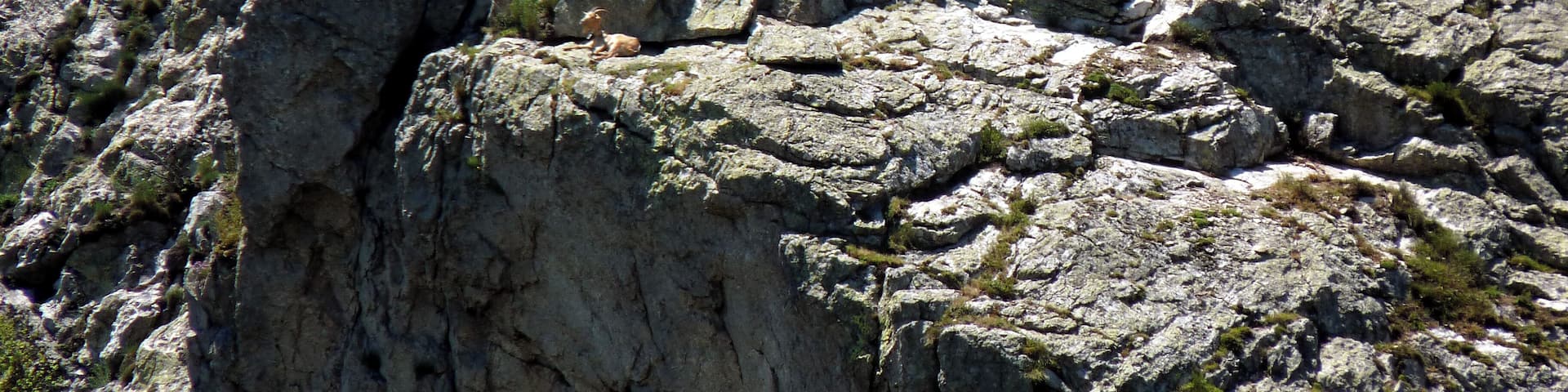 Chèvres en "estive" au Pic Christo, Pyrénées-Orientales, France