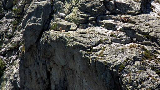 Chèvres en "estive" au Pic Christo, Pyrénées-Orientales, France