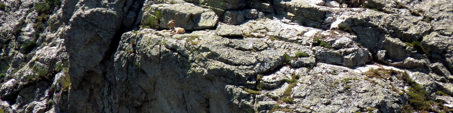 ChÚvres en "estive" au Pic Christo, Pyrénées-Orientales, France