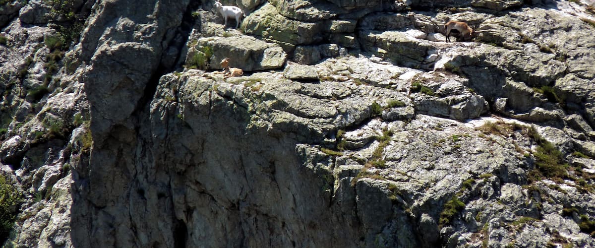 A rocky mountain landscape with a goat grazing on the rocks.