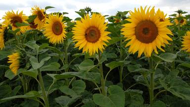 A field of sunflowers with green leaves and a cloudy sky.