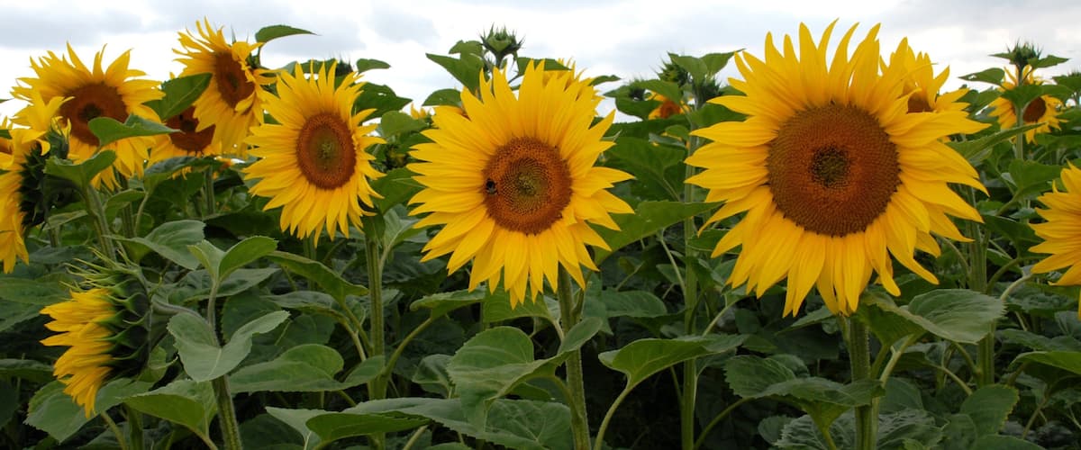 A field of sunflowers with green leaves and a cloudy sky.
