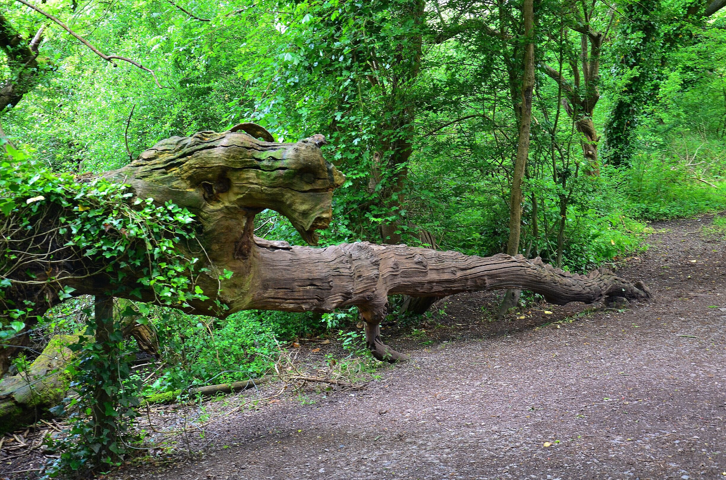 Dragon looking tree.