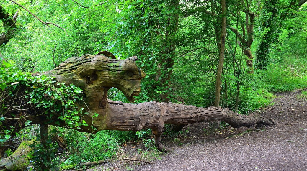 Dragon looking tree.