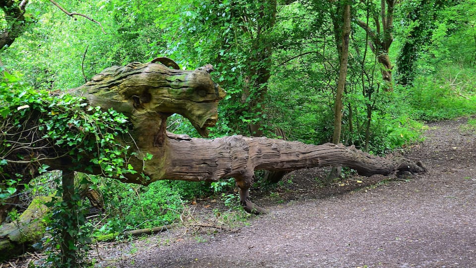 Ein Wald mit einem großen, gefallenen Baumstamm, der an einen Pferdekopf erinnert.