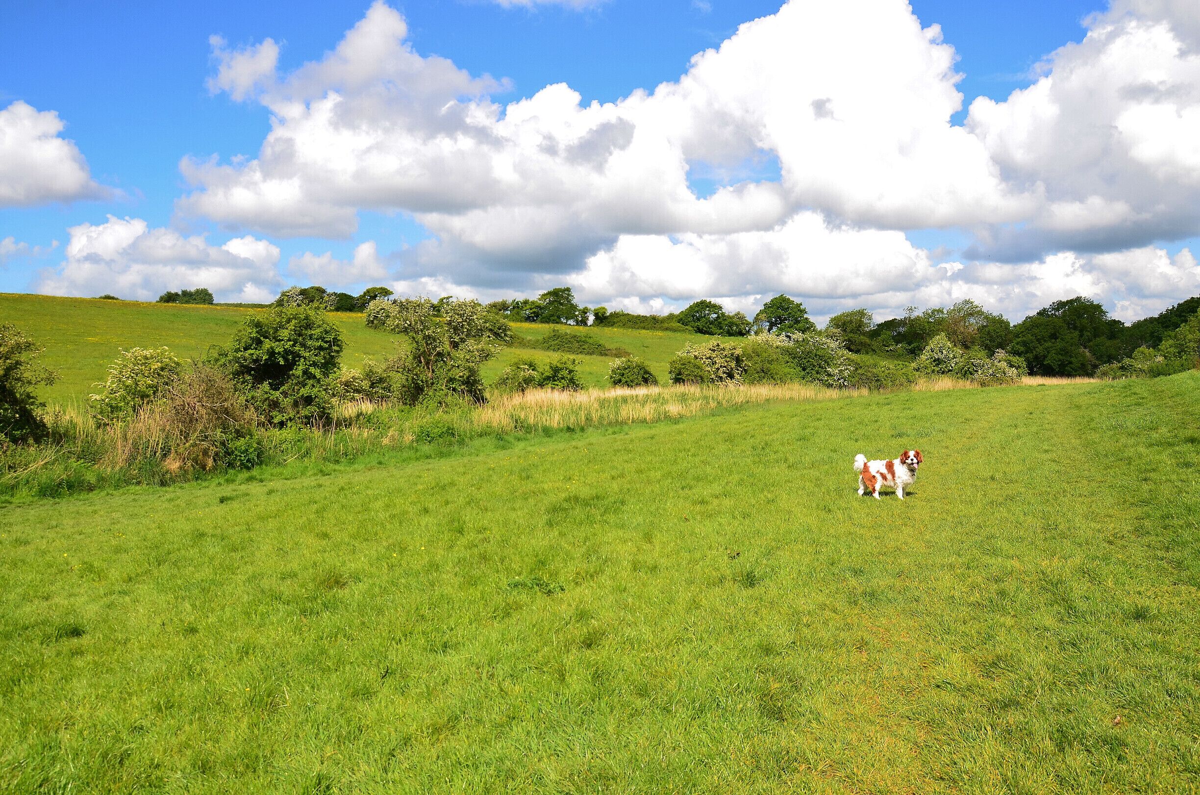 Great Place for walking.
Cosmeston Lakes Country Park.
Penarth, Wales. UK