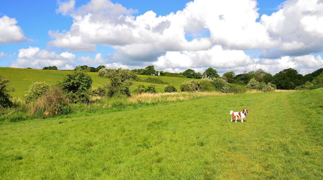 Great Place for walking.
Cosmeston Lakes Country Park.
Penarth, Wales. UK