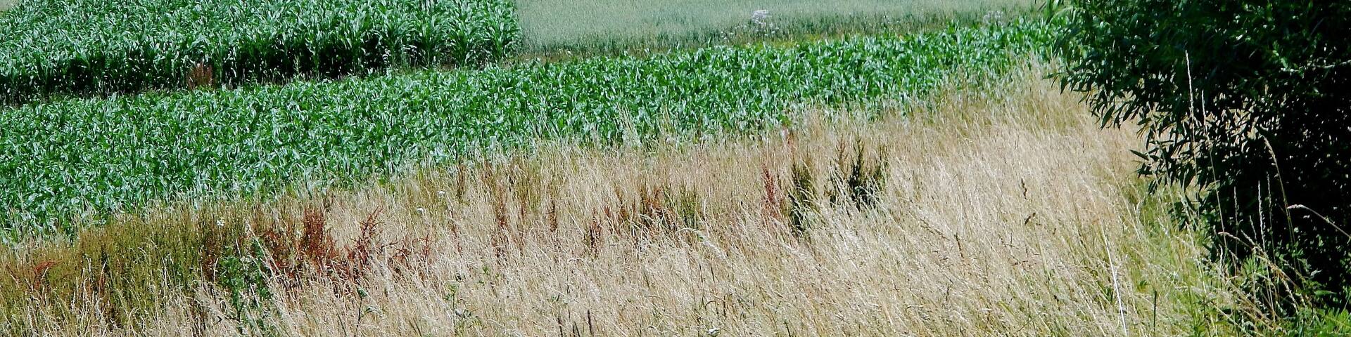 Landschaft bei Keltern, 220-kV-Freileitung