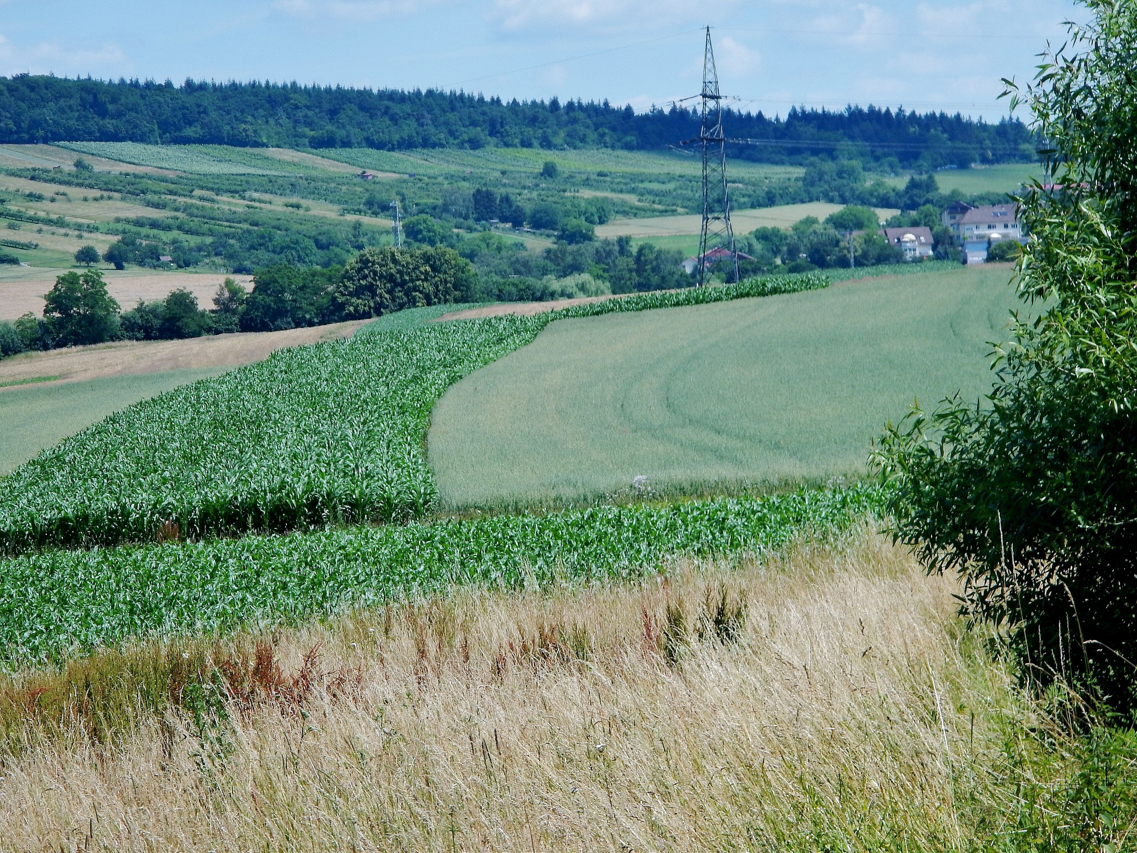 A lush green field with a curved path, rolling hills, and a distant power line tower.