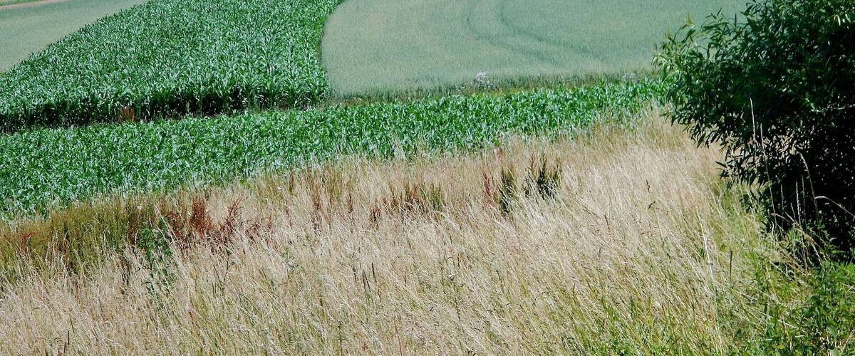 A lush green field with a curved path, rolling hills, and a distant power line tower.