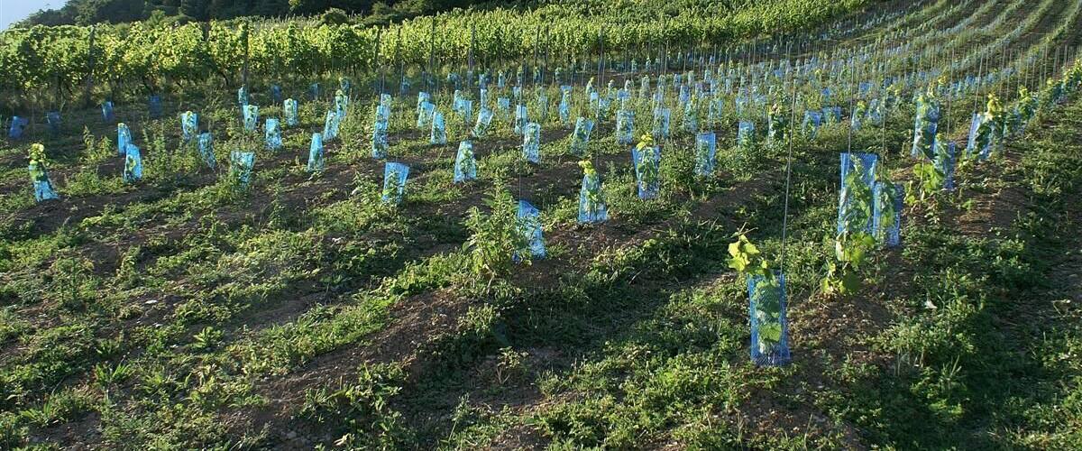 Viñedo con hileras de vides.